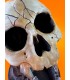 برج تاس مدل اسکلت جمجمه Dice Tower Skull