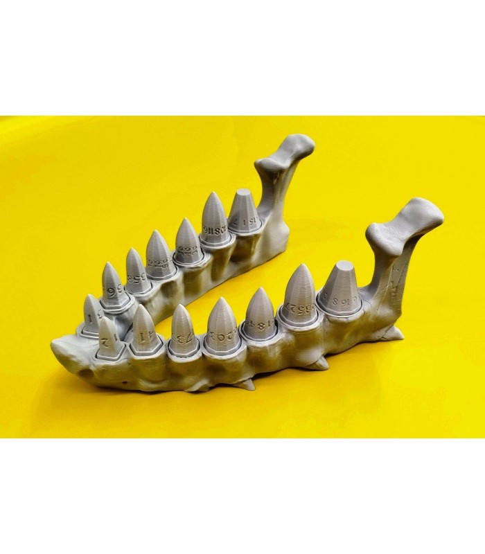 آرواره اژدها مدل تاس دانجنز Dnd Dragon's Jaw
