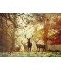 پازل 1000 تکه (Magic Forests)