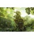 پازل 1000 تکه (Enigma Trees)