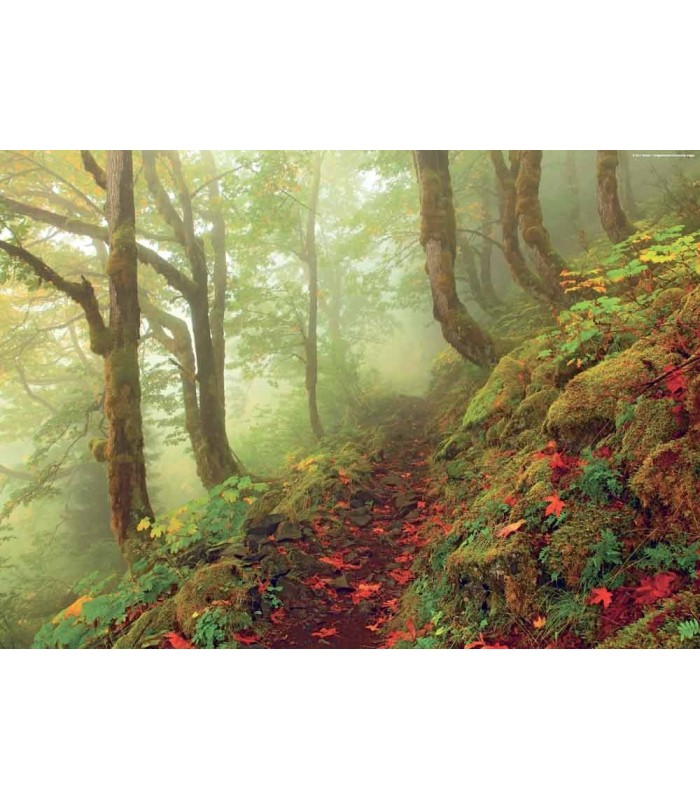 پازل 1000 تکه (Magic Forests Path)